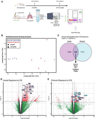 Lung lymphatic endothelial cells undergo inflammatory and prothrombotic changes in a model of chronic obstructive pulmonary disease